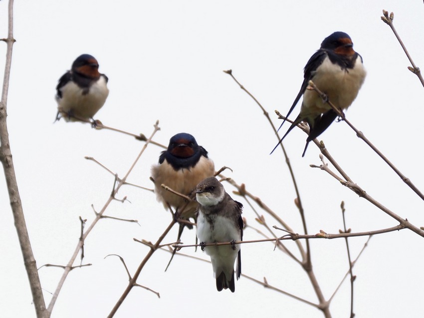 Rondini (Hirundo rustica) e Topini (Riparia riparia) in migrazione